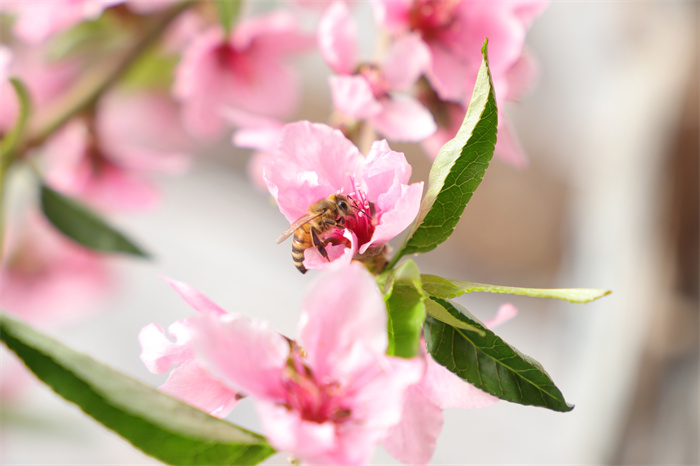3.一树桃花醉春光，清风袭来，花香弥漫，唤醒了这人间最美的季节。（和硕县纪委监委 李鹏 摄）.jpg
