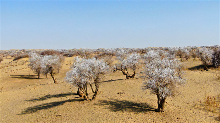 2.大寒时节，在且末县向阳湖景区胡杨林，远处落散在沙丘上的松散树木被雾凇点缀着，与茫茫戈壁绘就成这静静的朦胧美，蔚为壮观。（且末县纪委监委  寇方原 摄）.jpg