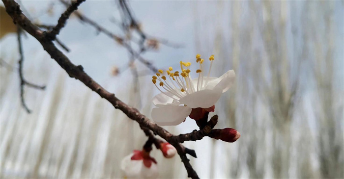 5.惊蛰将至，万物复苏，草木萌动。和硕县和硕县乌什塔拉乡的梨花已开得浪漫，在春日暖阳的照射下描绘出一幅幅“春雨春风能几宵，吹香落粉湿还飘”的绝美意境。（和硕县纪委监委  马世惠 摄）.jpg