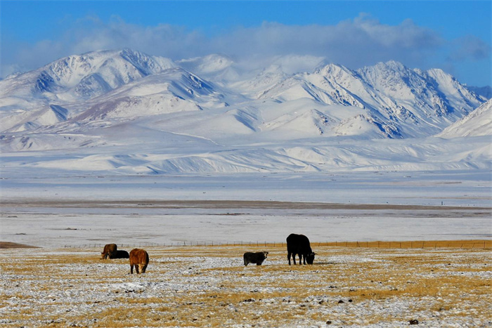 3.惊蛰前后，万物生发，焉耆县霍拉山深处的冰雪开始融化，草儿逐渐发出嫩芽，牛群低着头啃着青草，悠然自得，构成一幅美轮美奂的初春盛景图。（焉耆县纪委监委  路纲 摄）.jpg