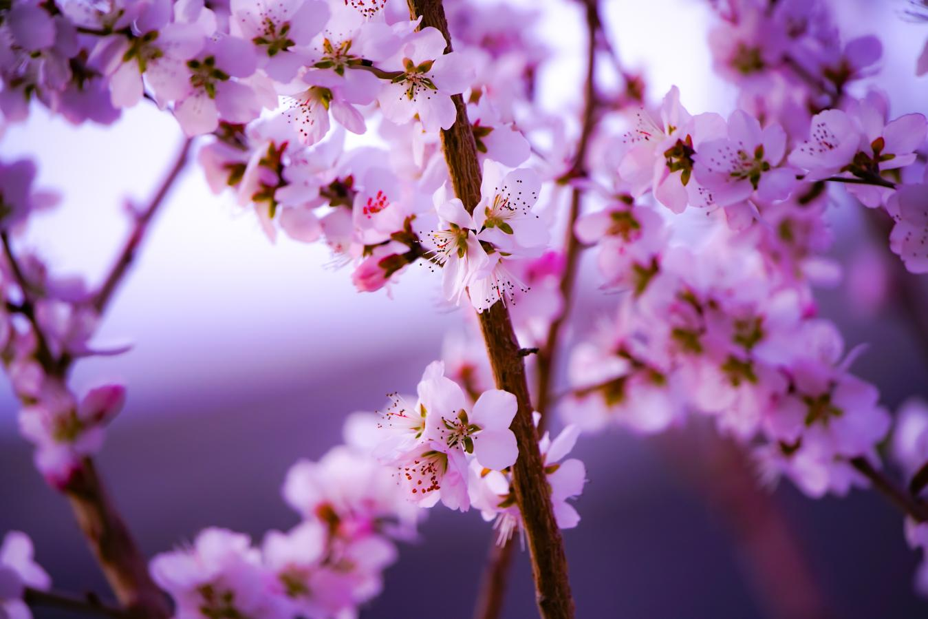 1.万物复苏，繁花吐蕊，阵阵春风中和静县北山公园里的杏花悄然绽放，一朵朵紧紧挨着的小小白花，宛若洁白春雪，风吹影动间翩然而来的是那点点幽香，惹人心头微醉。(和静县纪委监 欧音达来 摄）.png
