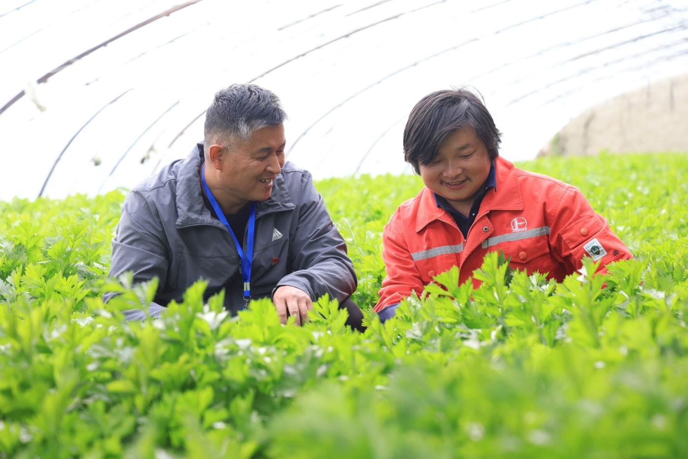 3.春分时节，在轮台镇的蔬菜大棚里，嫩绿的芹菜长势喜人，新鲜的芹菜叶像是绿色的海洋，苍翠欲滴。菜农脸上洋溢着灿烂地笑容，向他和人诉说着丰收的喜悦。（轮台县纪委监委  李振庭 摄）.png