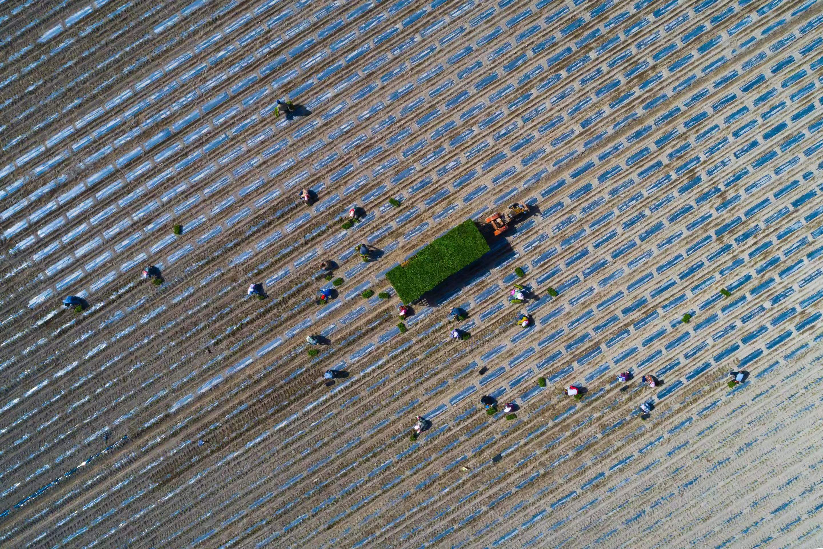 6.谷雨是播种移苗、种瓜点豆的最佳时节，在库尔勒市的田间地头里，农机轰响，农民们排成行移栽辣椒苗，构成一幅壮阔的田间忙种竞赛图。（库尔勒市纪委监委  沙波 摄）.jpg