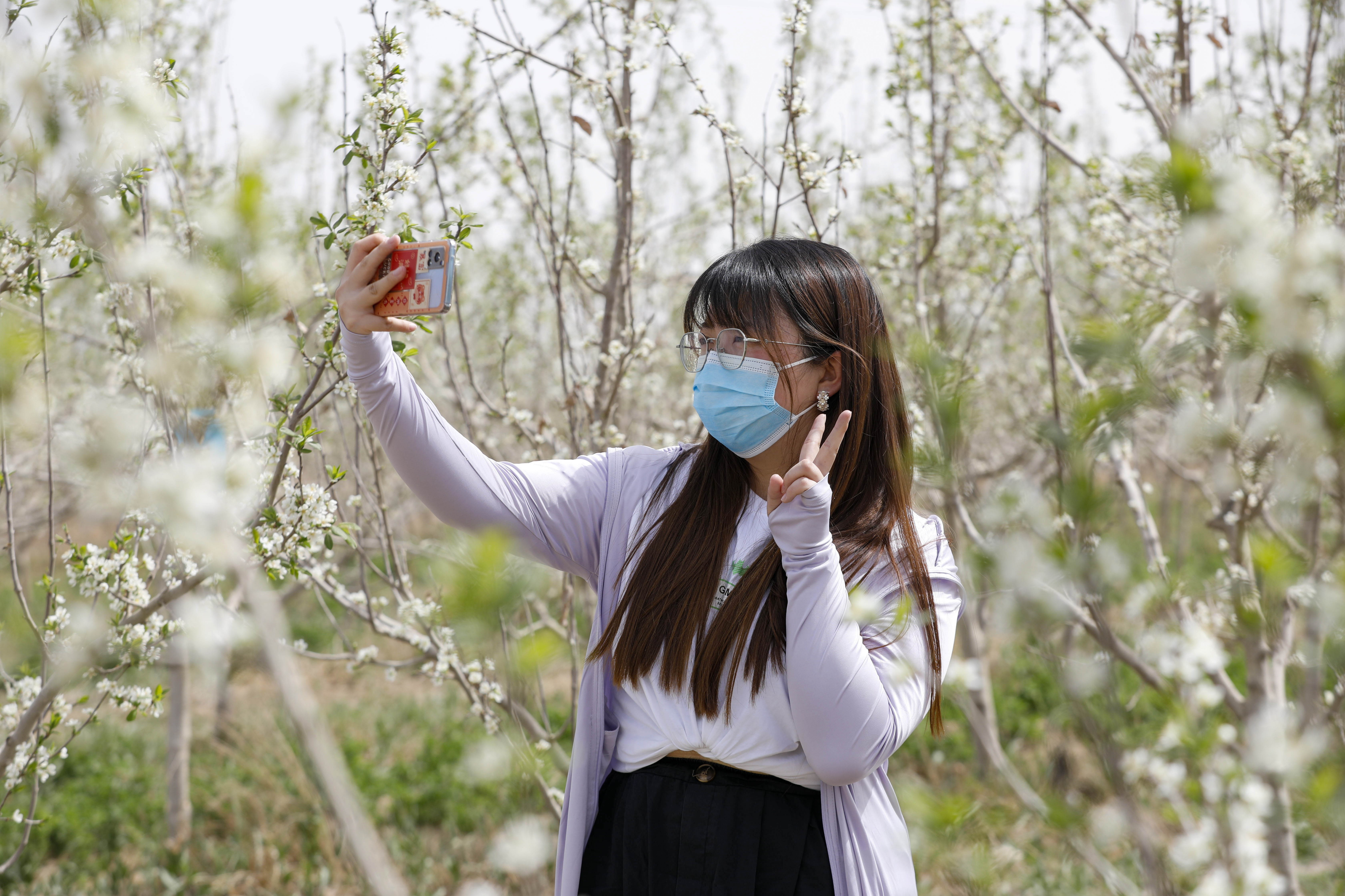 8.千树万树梨花开，时令已然到了谷雨，朵朵梨花爬上枝头,千姿百态，引得蝴蝶、蜜蜂翩翩起舞，游客们纷纷驻足留影，享受这明媚的春光。（尉犁县纪委监委  袁伟 摄）.jpg