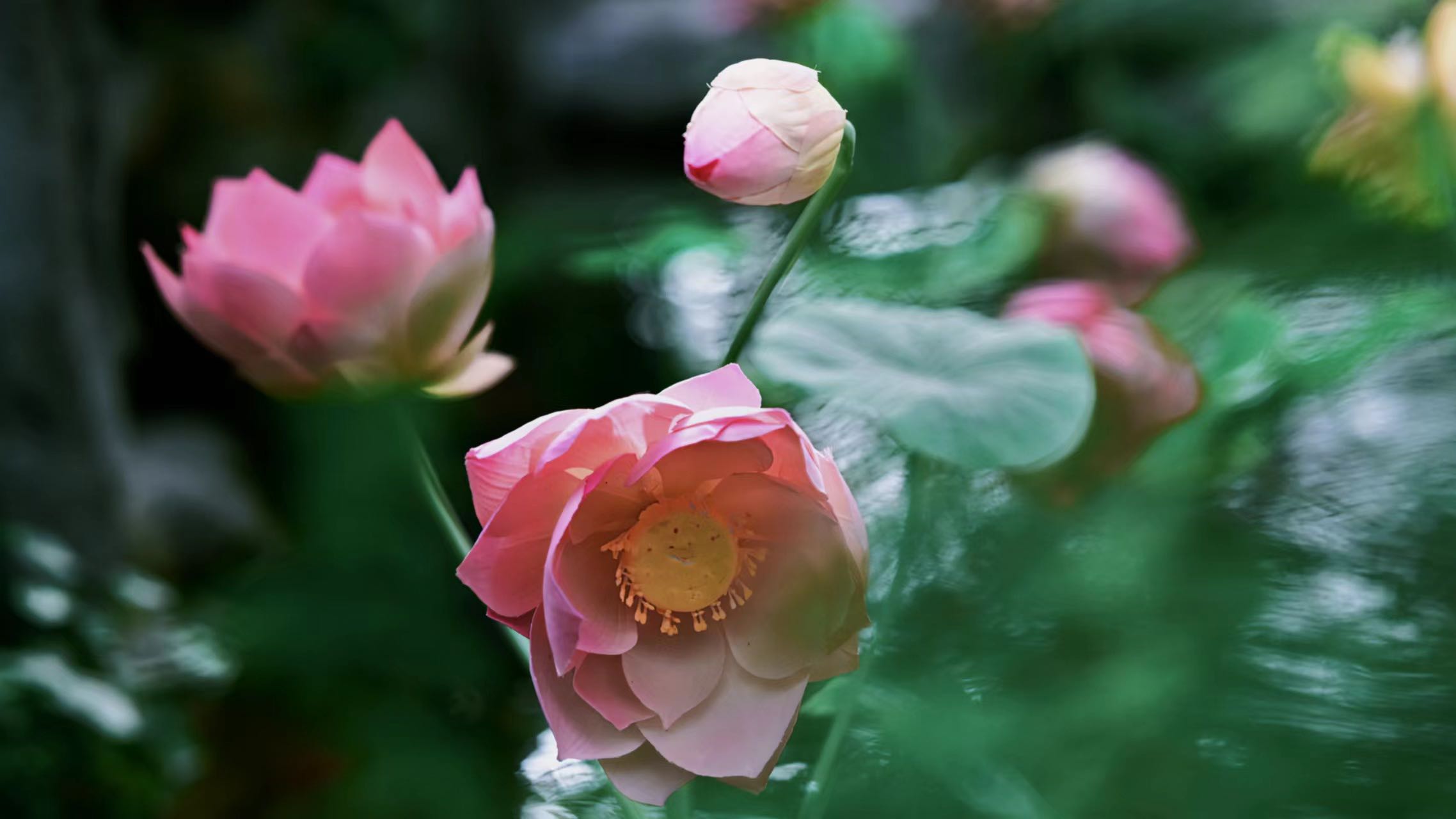4.谷雨时节，气温回升，和静县北山生态园里热闹非凡，有的荷花含苞待放，含露静立；有的荷花迎风绽放，亭亭玉立，展现出一派生机盎然的景象。（和静县纪委监委  欧音达来 摄）.jpg