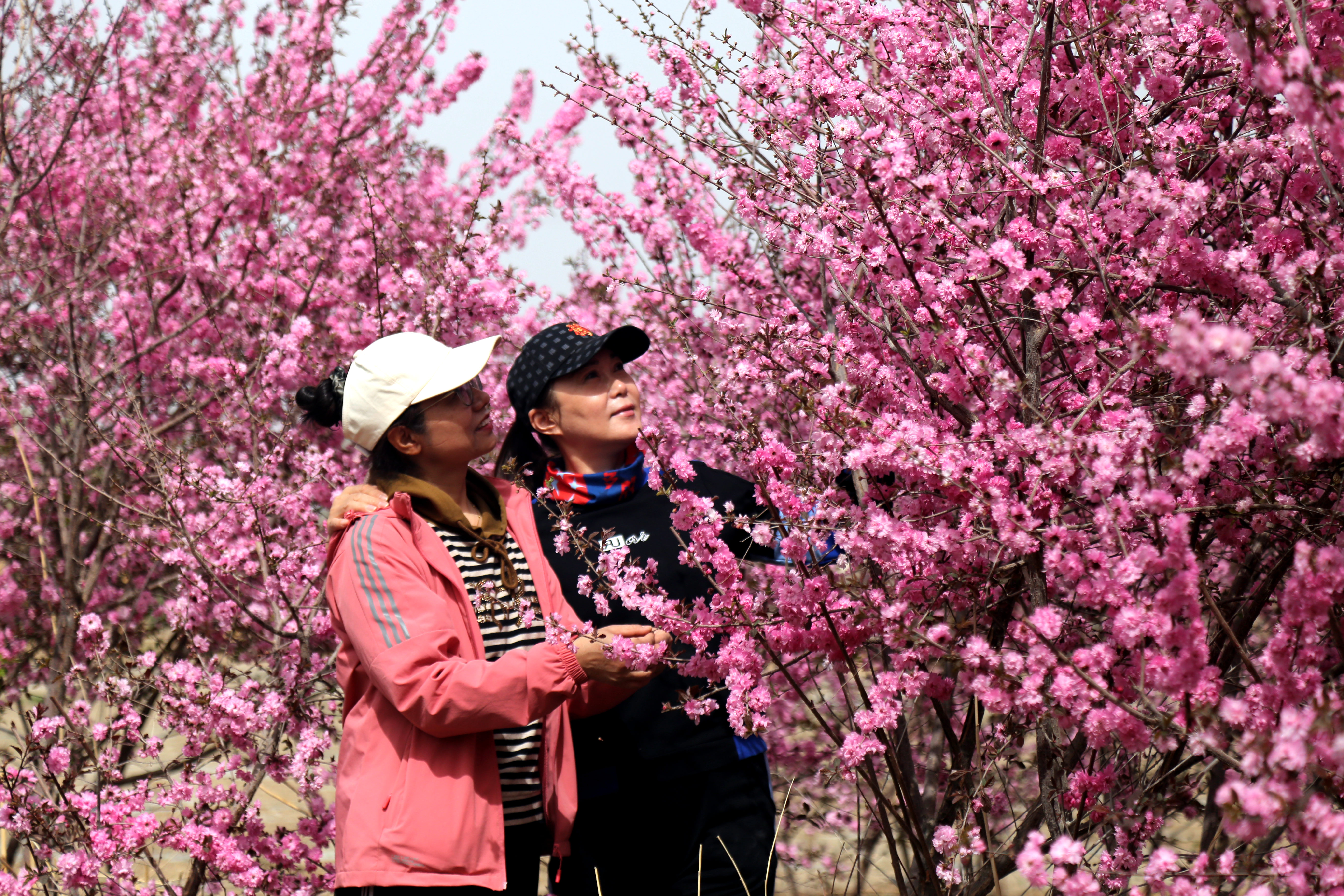 7.谷雨时节，百花开遍。焉耆县的榆叶梅正灿烂绽放，阵阵花香扑面而来，吸引游客前来观赏，构成一幅春日盛景。（焉耆县纪委监委  郑彬 摄）.jpg