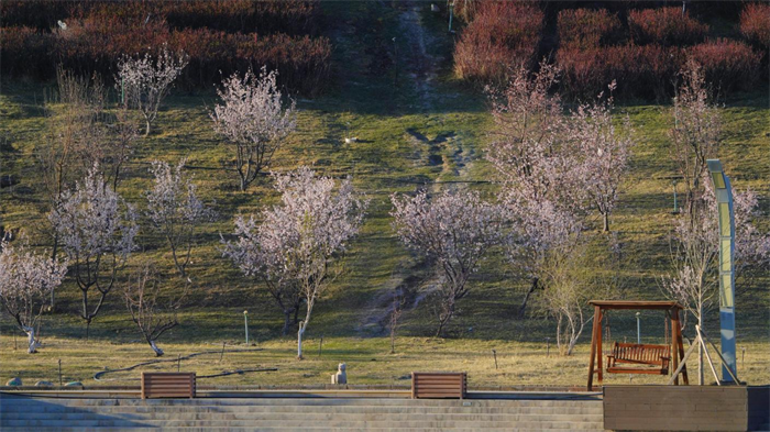 3.春阴垂野草青青，时有幽花一树明。（和静县纪委监委 山·其米克 摄 ）.png