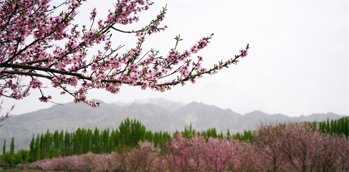 7.乱花渐欲迷人眼，浅草才能没马蹄。（且末县纪委监委 寇方原 摄）.png