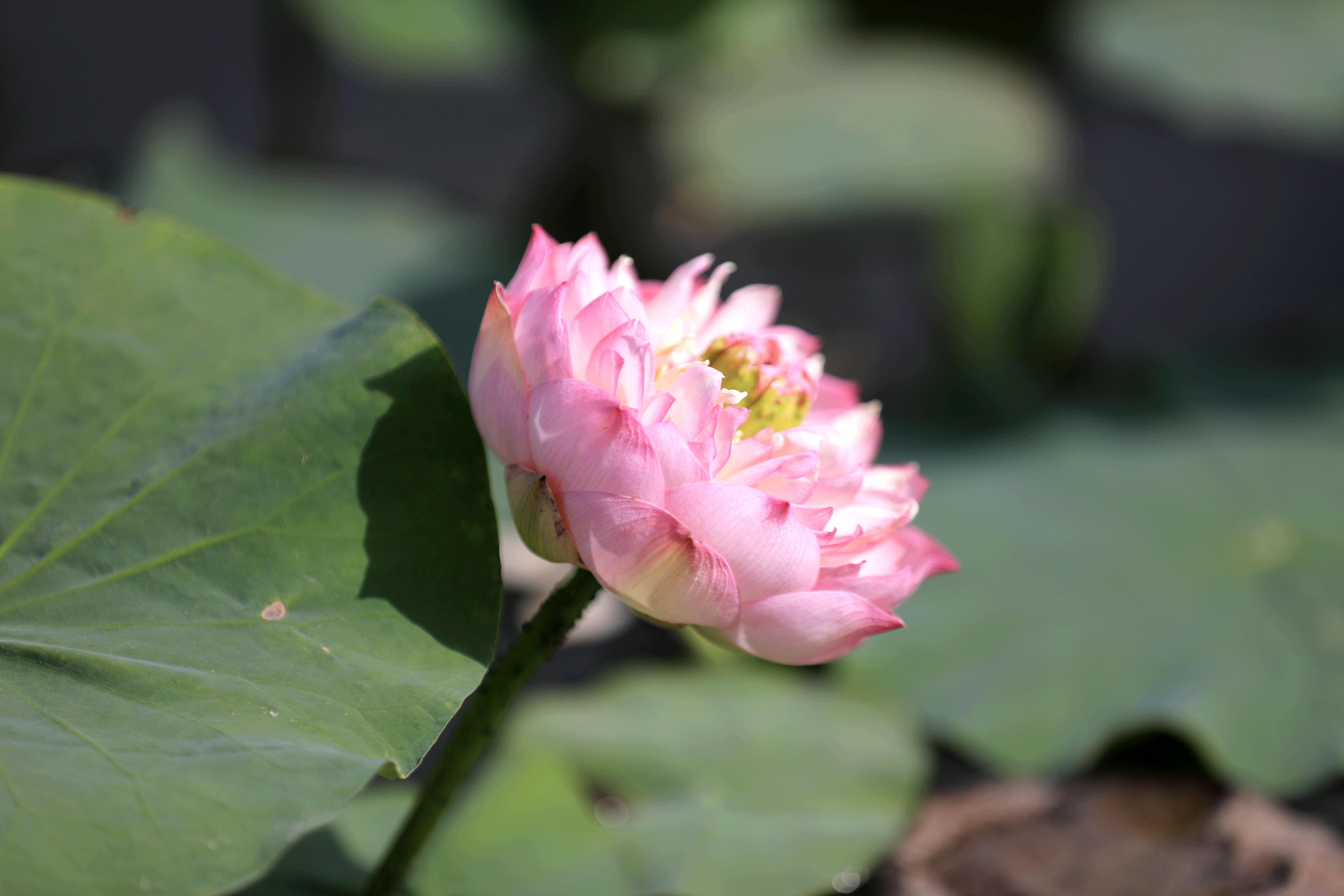 5.竹色溪下绿，荷花镜里香。立秋时节，巴州和硕县县委的荷花池内，荷花亭亭玉立，含苞欲放，翠绿的莲蓬在微风下轻轻摇曳，自然清新的美好风光，别有一番意趣。（和硕县纪委监委 李俊亮 摄）.jpg