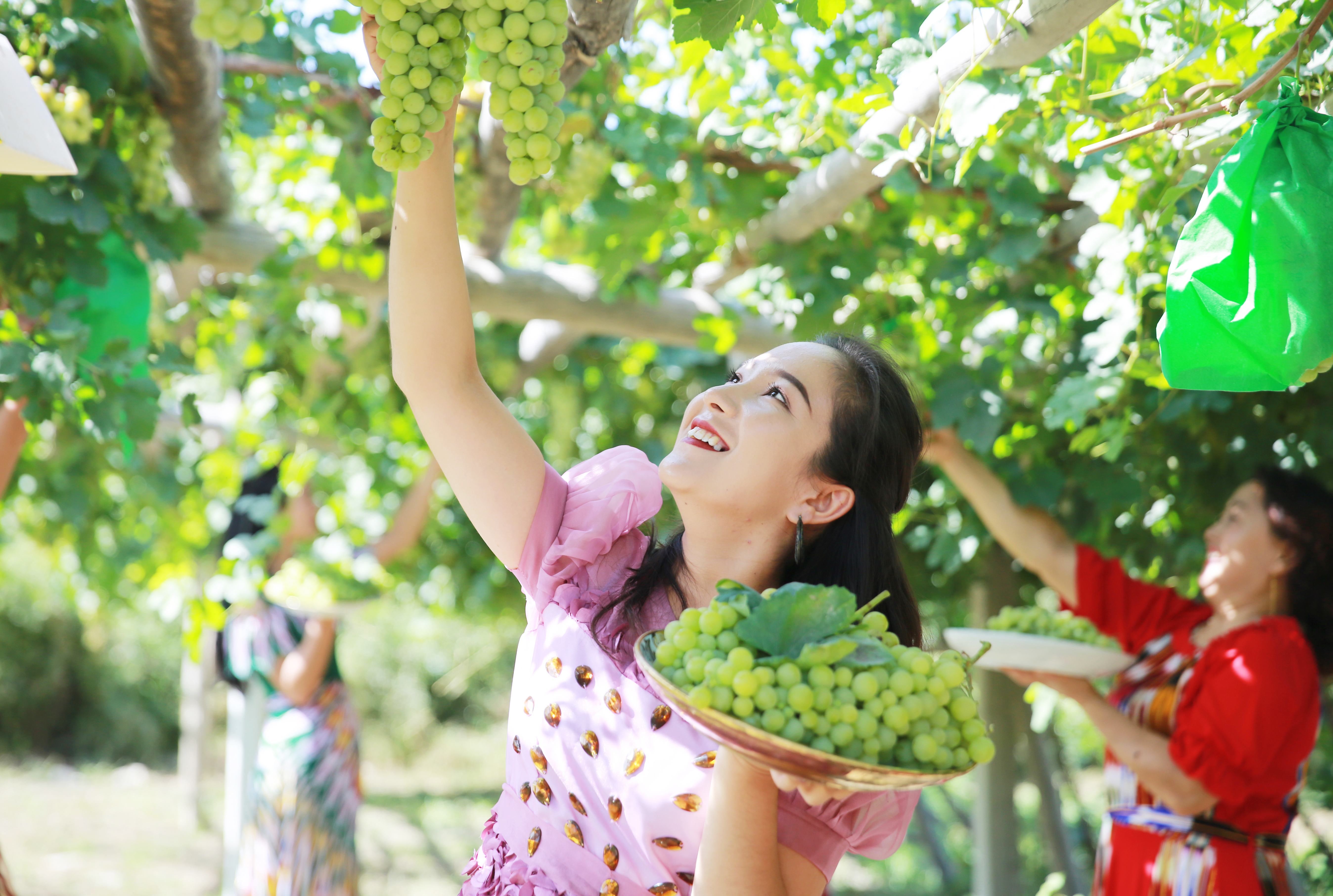 1.夏去秋来，焉耆县大面积种植的葡萄开始成熟，在阳光照耀下，晶莹剔透散发光芒，成为各族群众增收致富的“绿宝石”。群众采摘成熟的葡萄，酸甜可口、甚是诱人，令人垂涎欲滴。（焉耆县纪委监委 董基春 摄）.jpg