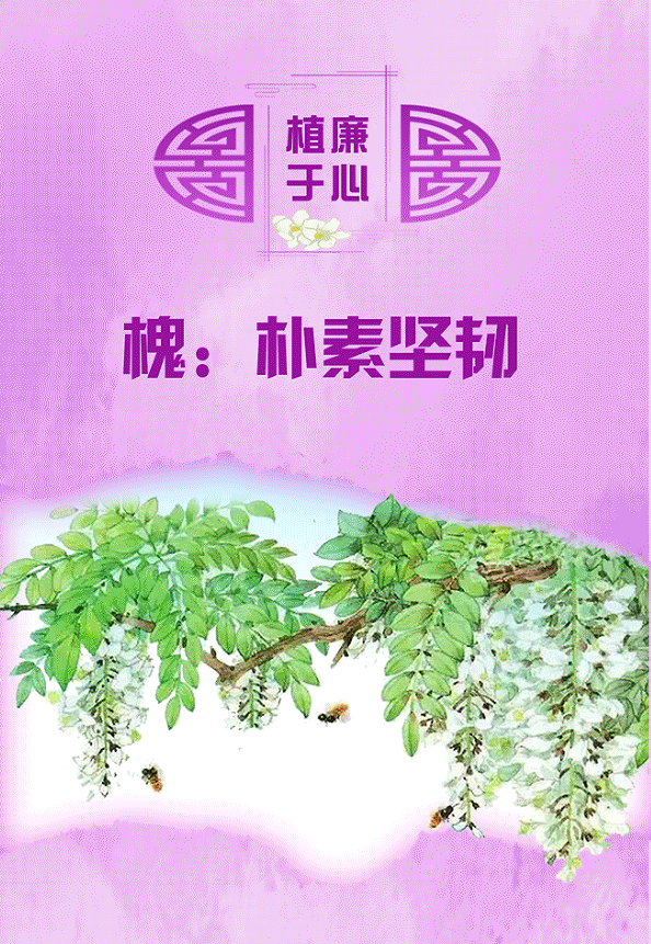 植廉于心丨槐：朴素坚韧